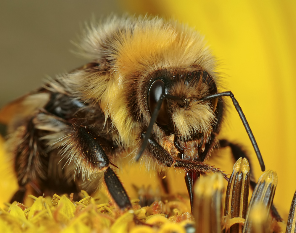 Bombus lucorum 1